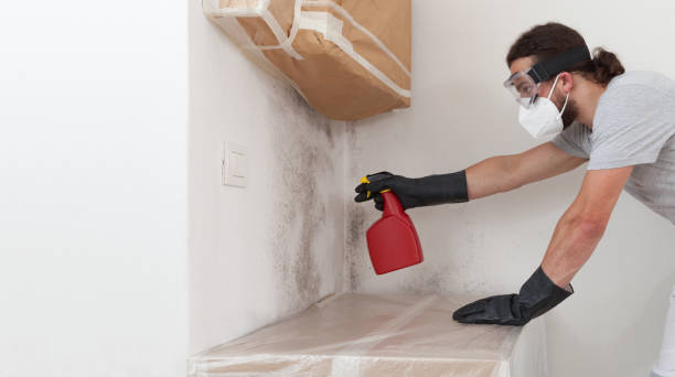 Professional Black Mold Removal technician working in Evanston, IL