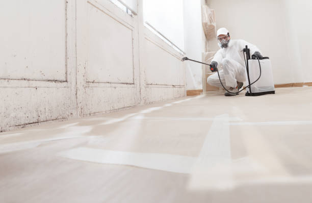 24/7 Emergency Black Mold Removal experts in Evanston, IL