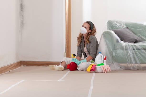 Trusted Basement Mold Remediation service in Evanston, IL - Cheap Mold Removal