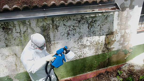 Trusted Black Mold Removal service in Evanston, IL - Cheap Mold Removal